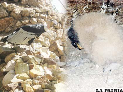 El pichón de cóndor, el más mimado del Zoológico Andino Municipal de Oruro