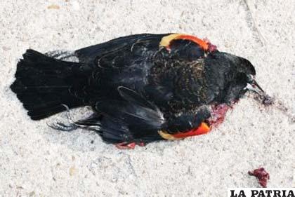 Misteriosa muerte de miles de pájaros en Arkansas, Estados Unidos