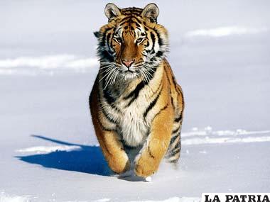 El tigre siberiano un animal peligroso y en peligro de extinción