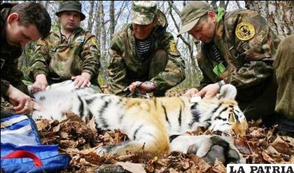 Si el tigre merodea por una población es porque está herido, no puede cazar y tiene hambre