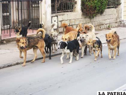 Perros vagabundos, un peligro latente para la ciudadanía