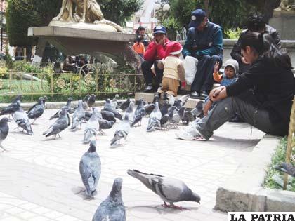 Las palomas están presentes en nuestras plazas y parques