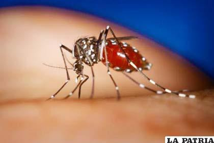 El dengue amenaza a Argentina y autoridades toman previsiones