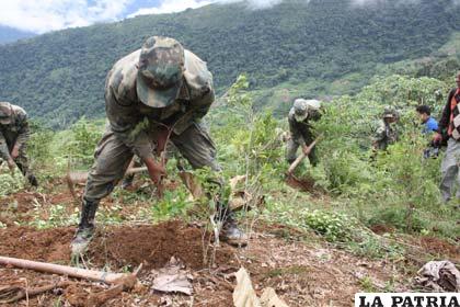 Inició en La Asunta la erradicación de cocales ilegales