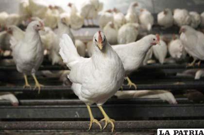 Ministerio alemán de Agricultura ordenó el precinto de 934 granjas, avícolas y porcinas