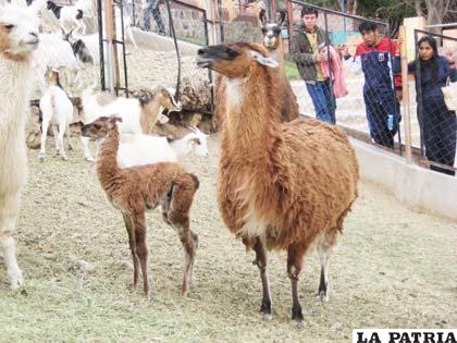 Cuzco es el nombre del pequeño ejemplar de llama macho nacido en el Zoológico Andino Municipal de Oruro
