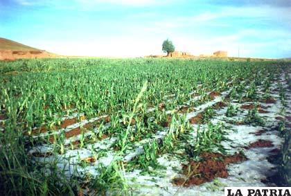 El granizo destrozó plantaciones de cebolla entre otras