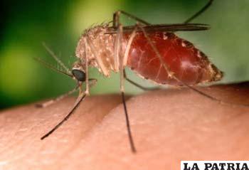 Avance científico beneficia a sectores que son atacados por la malaria
