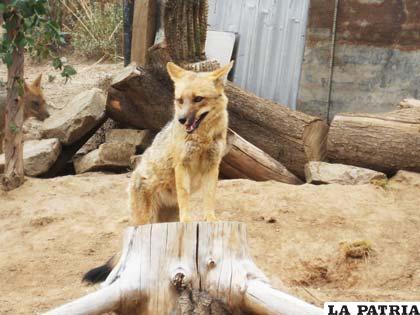 Los zorros andinos encuentran un hogar en el Zoológico de Oruro