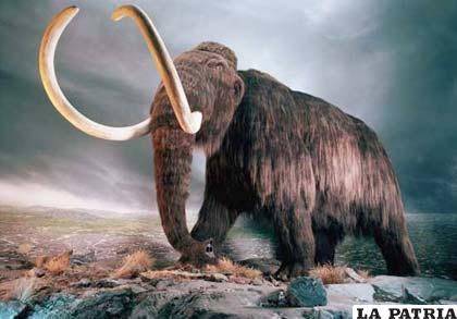 El mamut lanudo se extinguió hace unos 5.000 años.