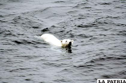 Un oso polar nadó sin descanso durante nueve días, recorriendo un total de 687 kilómetros hasta poder encontrar un bloque de hielo en el que descansar por un tiempo.