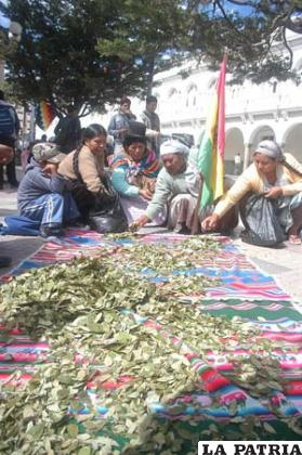 Cocaleros instalaron en la Plaza 10 de Febrero su jornada dedicada al acullicu de la coca