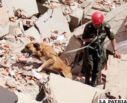 Rescatistas redoblan esfuerzos con ayuda de canes adiestrados, para ayudar en el salvamento de personas enterradas por escombros del edificio Málaga
