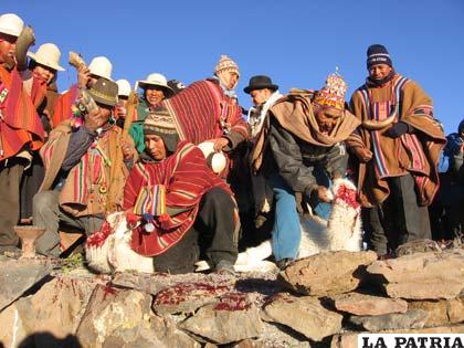 La tradicional wilancha