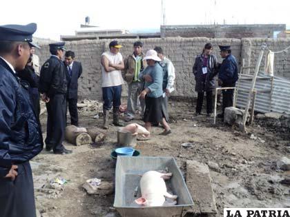 Encuentran matadero clandestino de carne porcina que viola todas las normas de salubridad