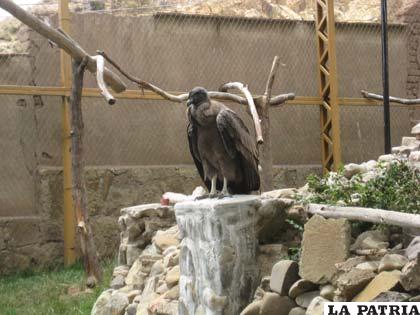 El cóndor nacido en el Zoológico Andino de Oruro ingresó a la etapa de la juventud