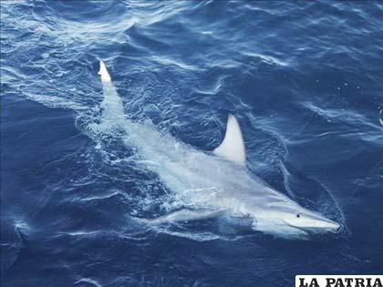 Tiburón híbrido, especie de la que científicos australianos han hallado más de medio centenar en la costa Este de ese país