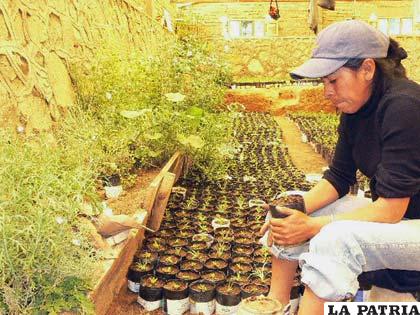 La Alcaldía de Oruro cuenta con viveros para apoyar el plan nacional de forestación