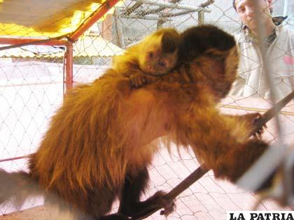 Contra todo pronóstico el Zoológico Andino de Oruro cuenta con un nuevo huésped, un monito que nació el primer día de este 2012