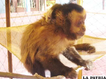 El monito y su madre gozan de una perfecta salud