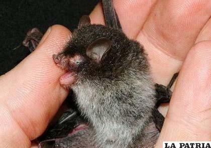 Murciélago Belcebú