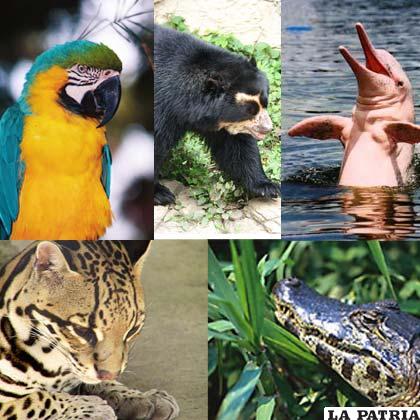 La biodiversidad del planeta está seriamente amenazada