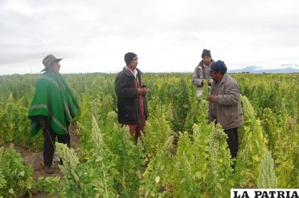 Productores de quinua en Bolivia (Archivo)