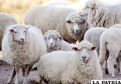Con el encuentro de la REGO, pretenden mejorar políticas para el manejo del ganado ovino