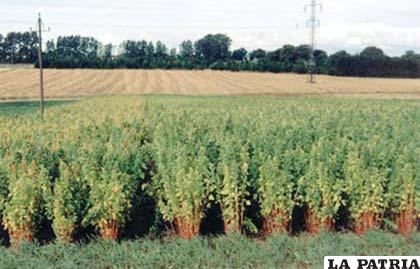 Cultivos de quinua en Dinamarca