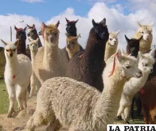 Se proyecta fortalecer la producción camélida