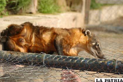 Tejón será trasladado hoy a tierras bajas junto a tortugas y loros