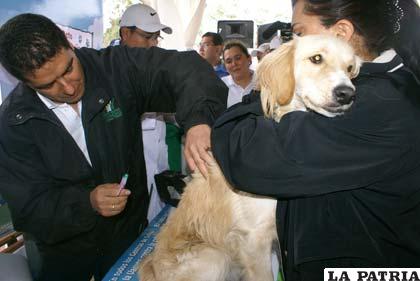 La vacuna es la mejor forma de prevenir la rabia canina