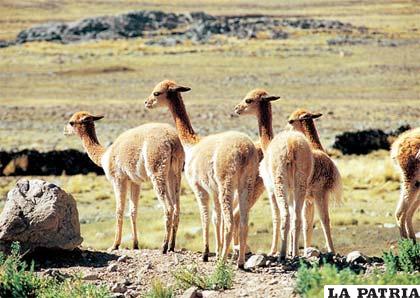 Gobernación realiza un trabajo de control para prevenir caza de vicuñas