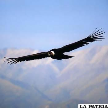 El cóndor, el rey de las aves de rapiña
