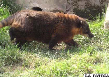 El tejón Rodrigo, una de las atracciones del Zoológico Andino Municipal de Oruro se fue a un nuevo hogar en los yungas paceños