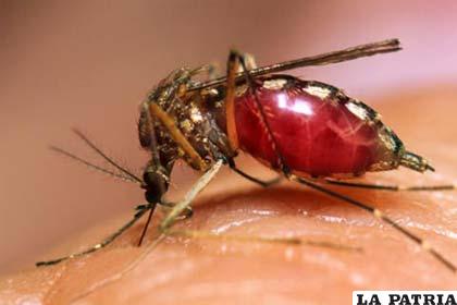 Mosquito transmisor del dengue. En Oruro hay casos de la enfermedad, pero son importados