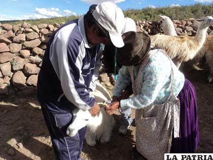 Los camélidos son la base productiva del altiplano boliviano