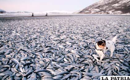 El pasado octubre se contabilizaron en sólo dos días hasta siete toneladas de peces muertos en la costa sudoeste de Florida