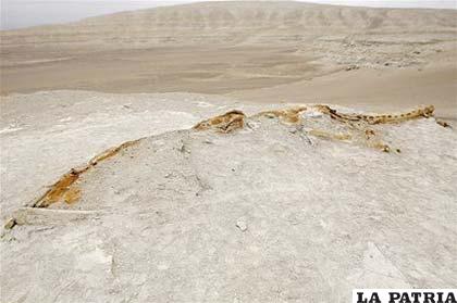 Patrimonio paleontológico del Perú es protegido en la ruta del rally Dakar 2013