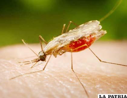 El mosquito Anopheles es el transmisor de la malaria
