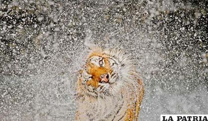 Una imagen de un tigre sacudiéndose al agua en el zoológico de Khao Kheow, en Tailandia, se llevó el primer premio en el concurso anual de fotografía de National Geographic. La foto, capturada por Ashley Vincent y titulada “Explosión”, fue una de las más de 22.000 tomas que presentaron fotógrafos profesionales y aficionados de más de 150 países. Las fotos fueron clasificadas en tres categorías: personas, lugares y naturaleza (bbc.co.uk)