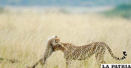 En la categoría naturaleza, el público escogió una foto de Sanjeev Bhor titulada “Momento tierno”. “Cada día en la reserva de Maasai Mara empieza con algo nuevo y diferente, y termina con experiencias memorables y fotografías espectaculares. Tuve la suerte de poder fotografiar a Malaika, un guepardo hembra, y a su cachorro”, dice Bhor (bbc.co.uk)