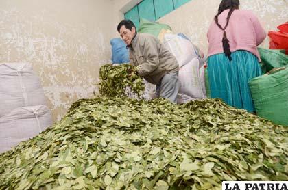 Masistas quieren ampliar los cultivos legales de coca