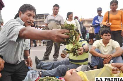 Gobierno apunta a industrializar y exportar coca