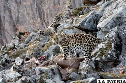 El invierno es la época más apropiada para el seguimiento del que también se conoce como leopardo siberiano