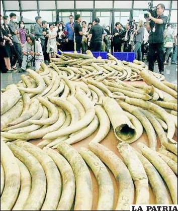 Las tiendas de Tailandia venden de manera ilegal toneladas de colmillos procedentes de elefantes africanos