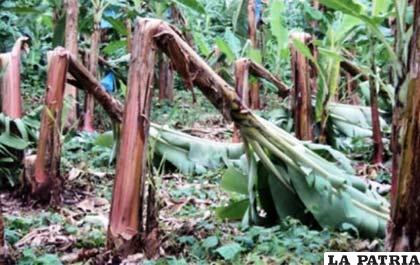 Intentan salvar las plantaciones de banano