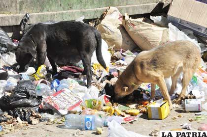 Perros y basura, común denominador en varias zonas de la ciudad