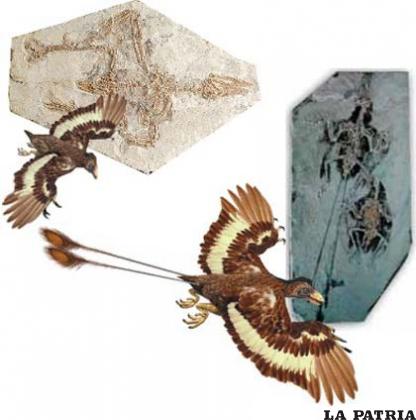Confuciusornis sanctus, un pájaro de la era Mesozoica, de hace 125 millones de años