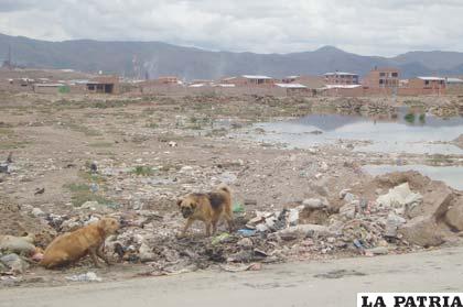 Perros en medio de la basura y escombros